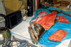 Filleted Male Salmon, 30" x 40", 2010